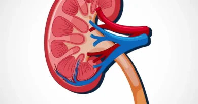 Ilustrasi organ ginjal