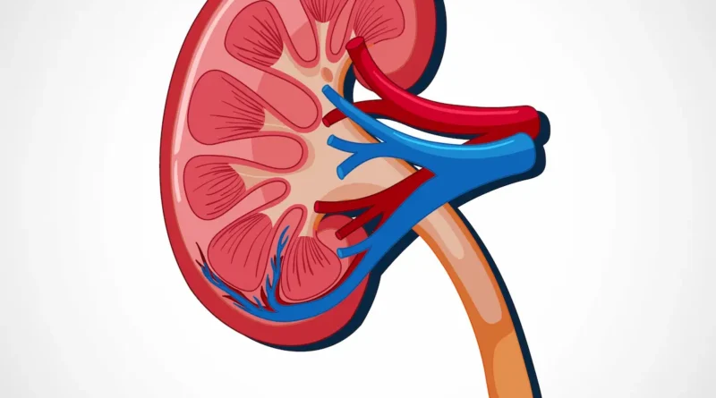 Ilustrasi organ ginjal